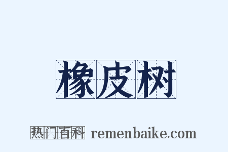 橡皮树是什么意思的图片